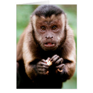 Close-up of a black-capped capuchin monkey