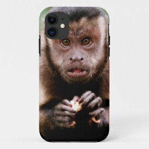 Close-up of a black-capped capuchin monkey iPhone 11 case