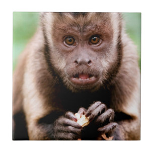 Close-up of a black-capped capuchin monkey ceramic tile