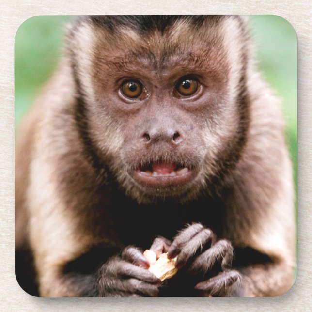 Close-up of a black-capped capuchin monkey coaster (Front)