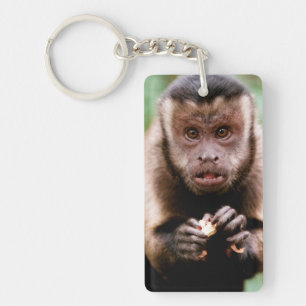 Close-up of a black-capped capuchin monkey key ring