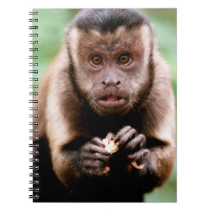 Close-up of a black-capped capuchin monkey notebook