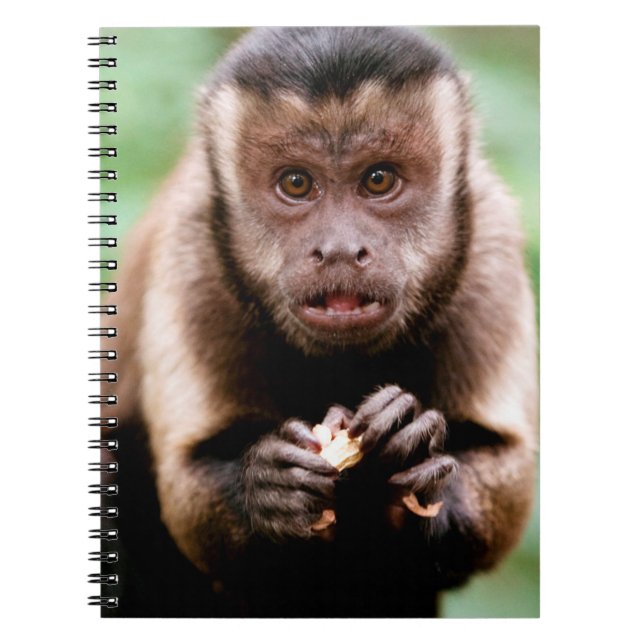 Close-up of a black-capped capuchin monkey notebook (Front)