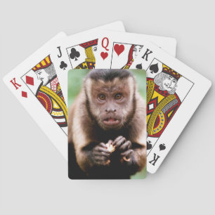 Close-up of a black-capped capuchin monkey playing cards