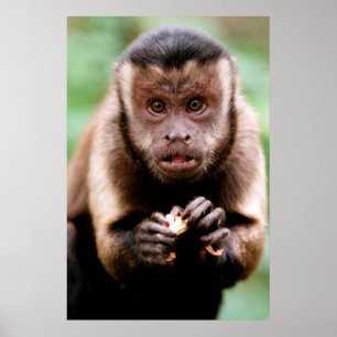 Close-up of a black-capped capuchin monkey poster
