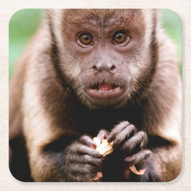 Close-up of a black-capped capuchin monkey square paper coaster (Front)