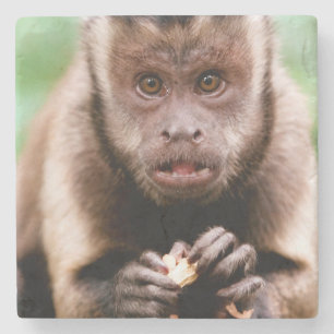 Close-up of a black-capped capuchin monkey stone coaster