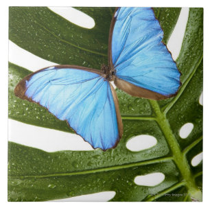 Close up of a Blue Morpho Butterfly on a palm Ceramic Tile
