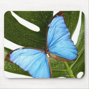 Close up of a Blue Morpho Butterfly on a palm Mouse Pad