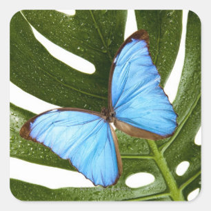 Close up of a Blue Morpho Butterfly on a palm Square Sticker