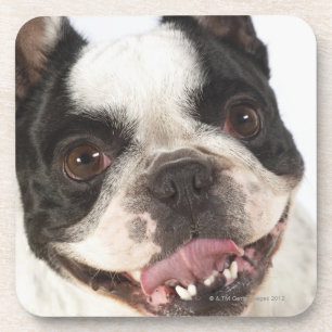 Close-up of a Boston Terrier sticking out its Coaster