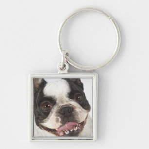 Close-up of a Boston Terrier sticking out its Key Ring