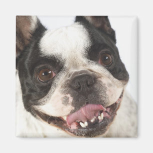 Close-up of a Boston Terrier sticking out its Magnet