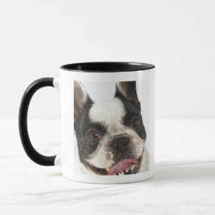Close-up of a Boston Terrier sticking out its Mug
