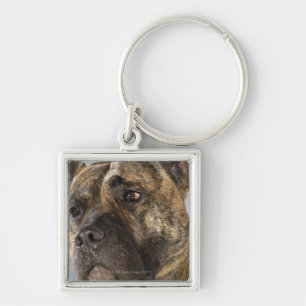 Close-up of a Boxer Key Ring