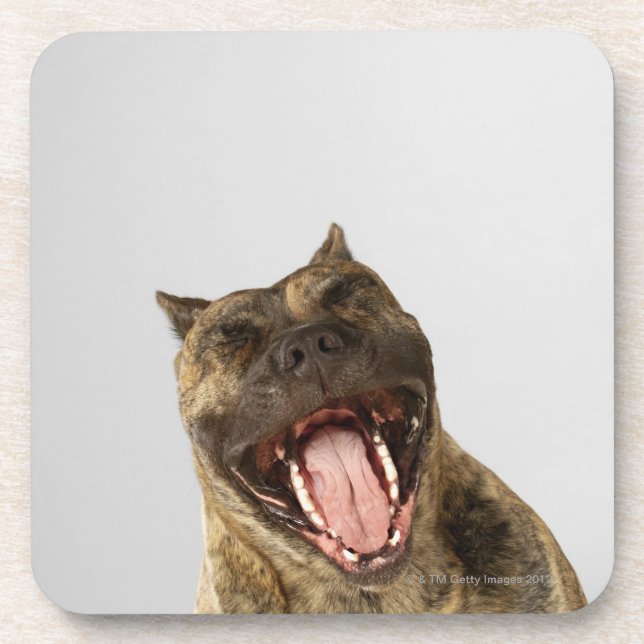 Close-up of a Boxer with its mouth open Coaster (Front)