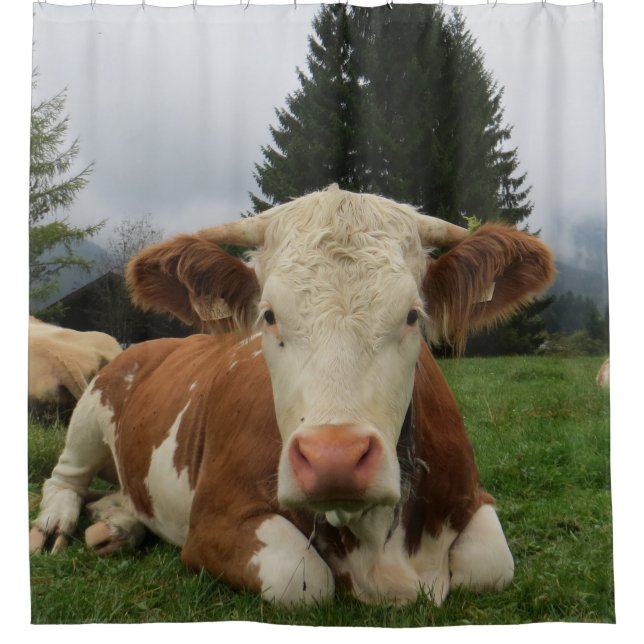 Close up of a brown and white cow laying down shower curtain (Front)