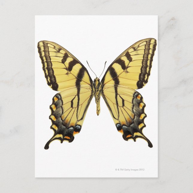 Close-up of a butterfly 2 postcard (Front)