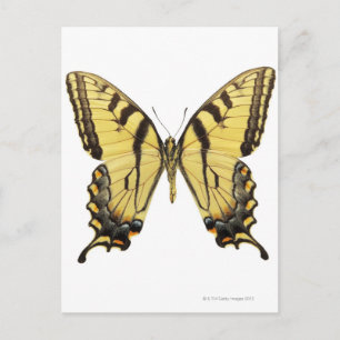 Close-up of a butterfly 2 postcard