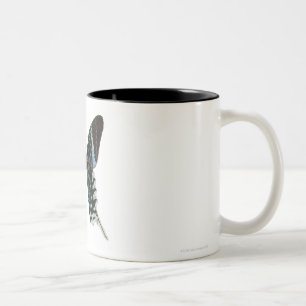 Close-up of a butterfly Two-Tone coffee mug