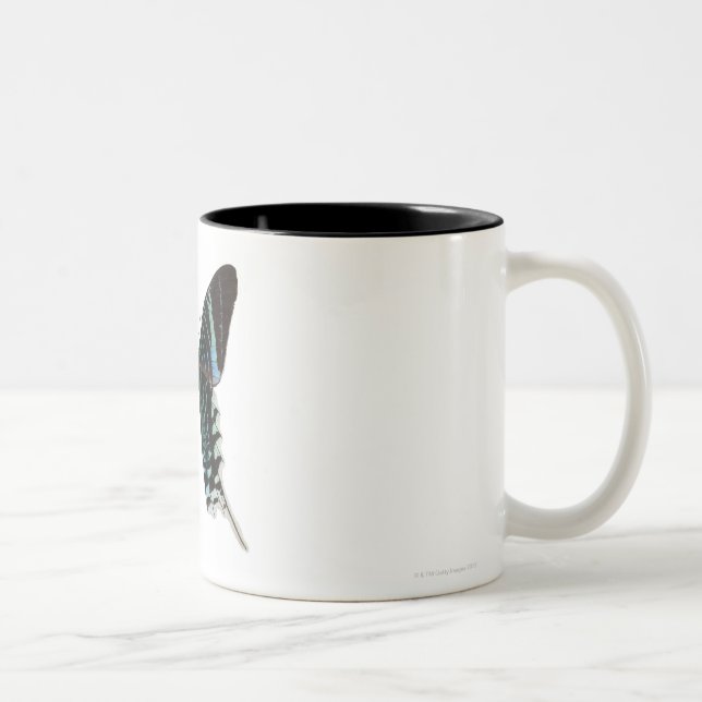 Close-up of a butterfly Two-Tone coffee mug (Right)