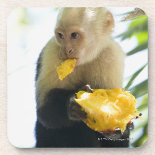 Close-up of a capuchin monkey eating a fruit coaster