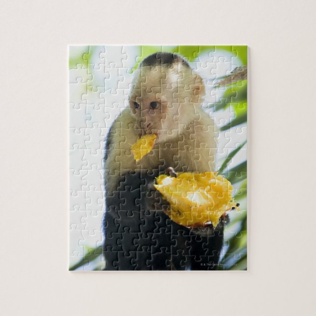 Close-up of a capuchin monkey eating a fruit jigsaw puzzle (Vertical)