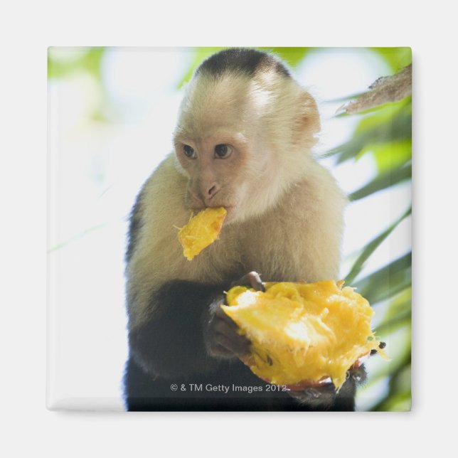 Close-up of a capuchin monkey eating a fruit magnet (Front)