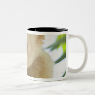 Close-up of a capuchin monkey eating a fruit Two-Tone coffee mug