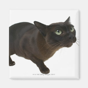 Close-up of a cat 2 magnet