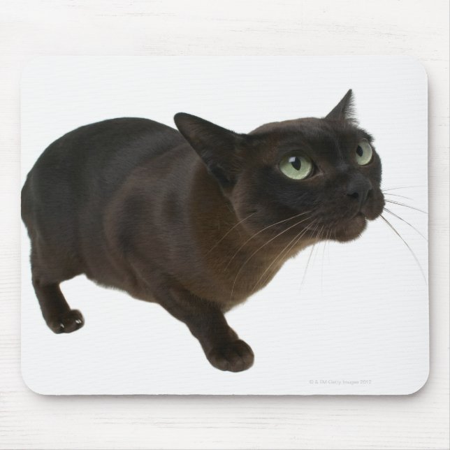 Close-up of a cat 2 mouse pad (Front)