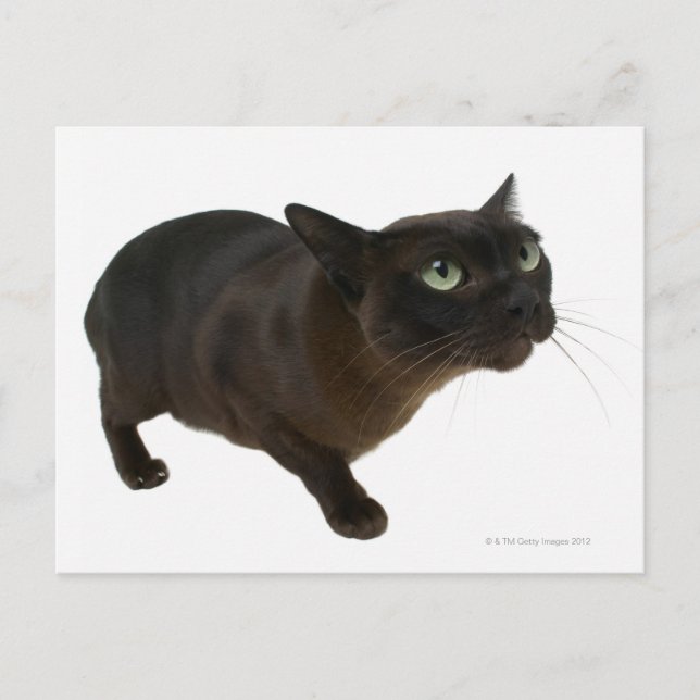 Close-up of a cat 2 postcard (Front)