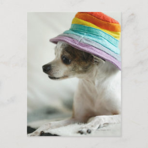 Close-up of a Chihuahua wearing a hat Postcard