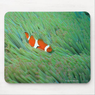Close up of a clown anemone fish, Okinawa, Japan Mouse Pad