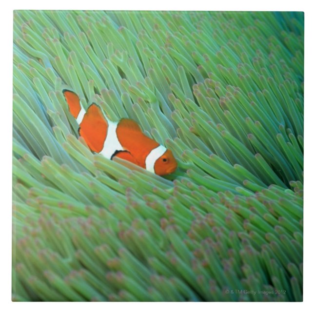 Close up of a clown anemone fish, Okinawa, Japan Tile (Front)