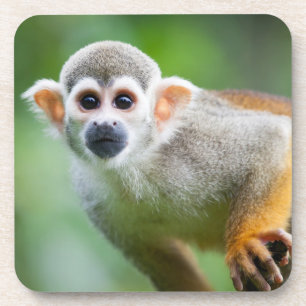 Close-up of a Common Squirrel Monkey Coaster