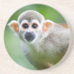 Close-up of a Common Squirrel Monkey Coaster