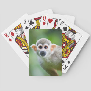 Close-up of a Common Squirrel Monkey Playing Cards