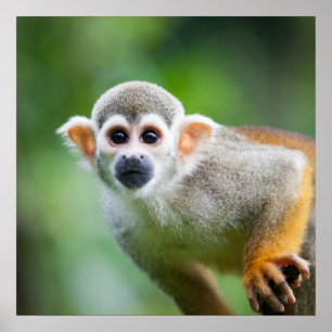 Close-up of a Common Squirrel Monkey Poster