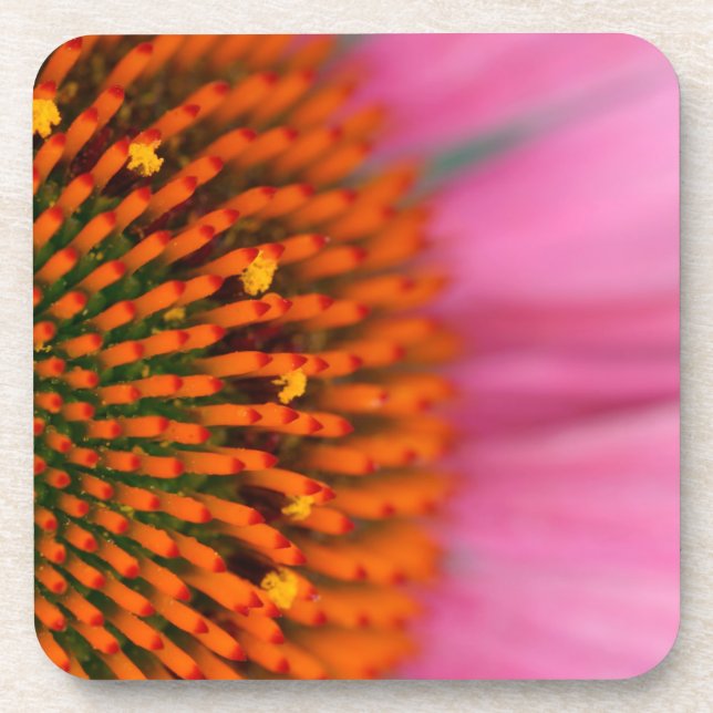 Close-up of a Cone Flower in the summertime, Coaster (Front)