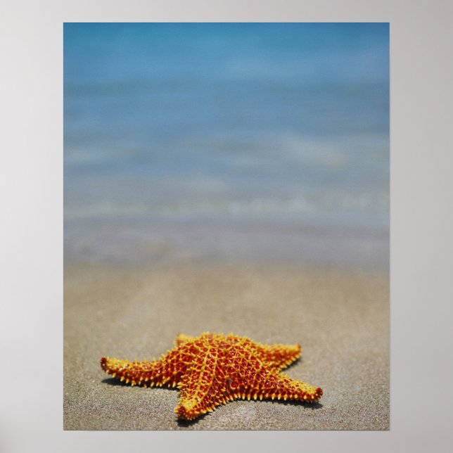 Close-up of a Cushion Starfish Poster (Front)