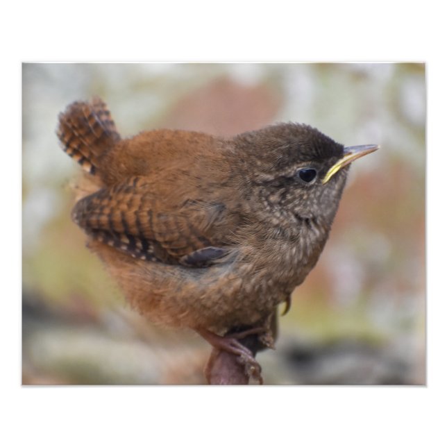 Close Up Of A Cute Young Wren  Photo Print (Front)