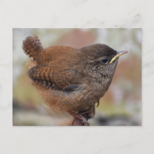 Close Up Of A Cute Young Wren Postcard