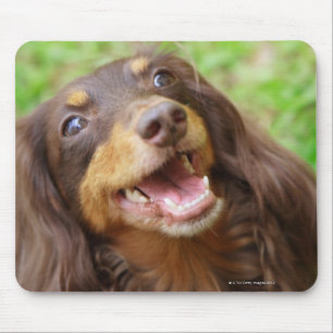 Close-up of a Dachshund dog Mouse Pad