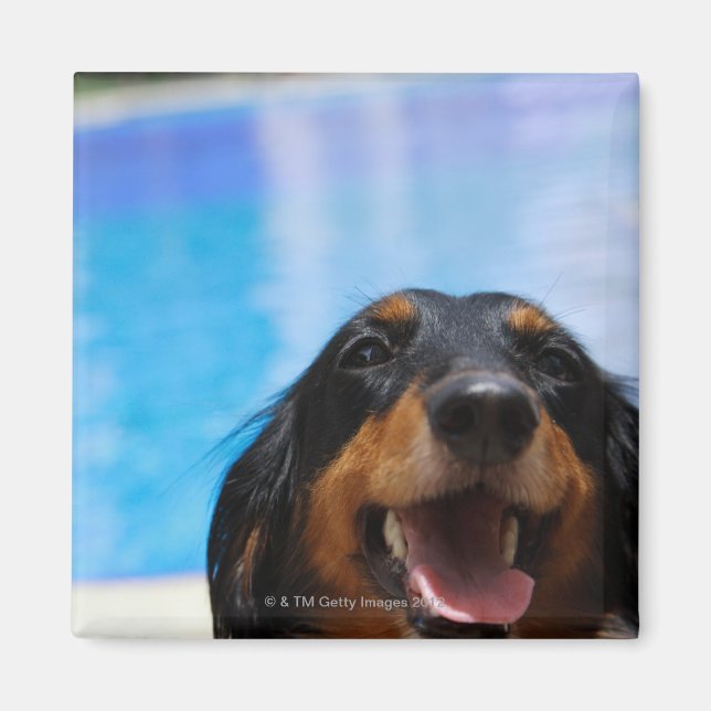 Close-up of a Dachshund dog panting Magnet (Front)