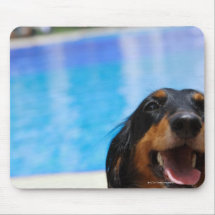 Close-up of a Dachshund dog panting Mouse Pad