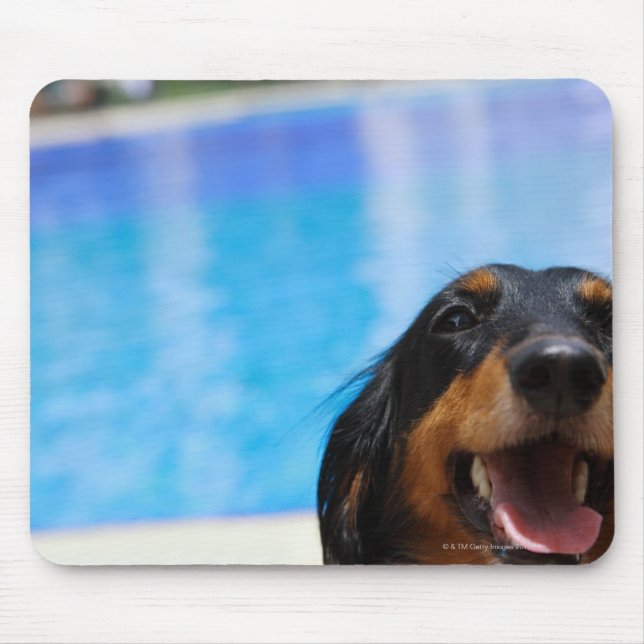 Close-up of a Dachshund dog panting Mouse Pad (Front)