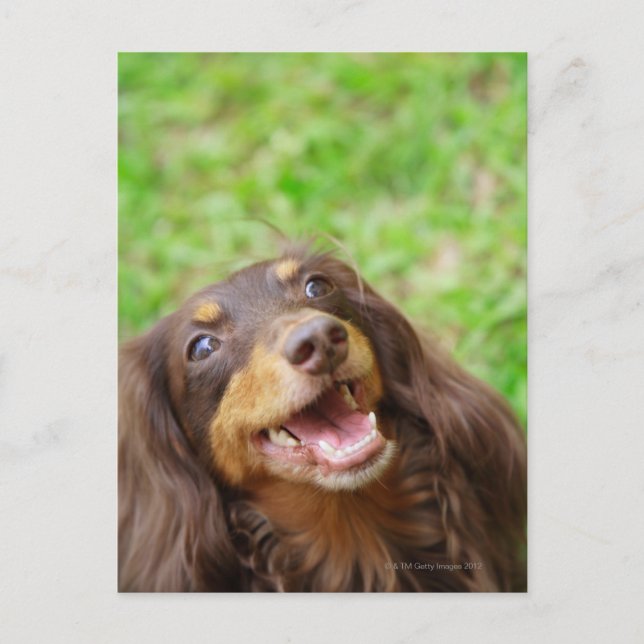 Close-up of a Dachshund dog Postcard (Front)