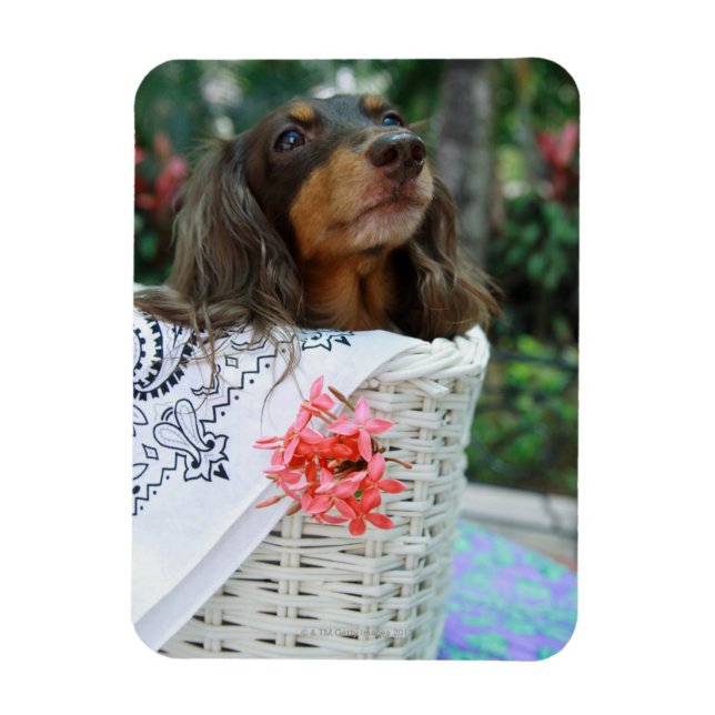 Close-up of a Dachshund dog sitting in a basket Magnet (Vertical)