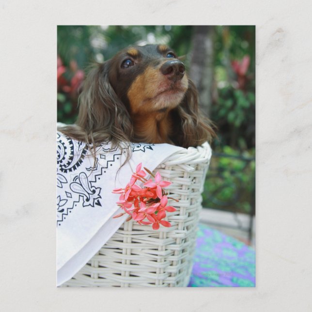 Close-up of a Dachshund dog sitting in a basket Postcard (Front)